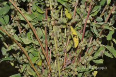 Indigofera tirunelvelica